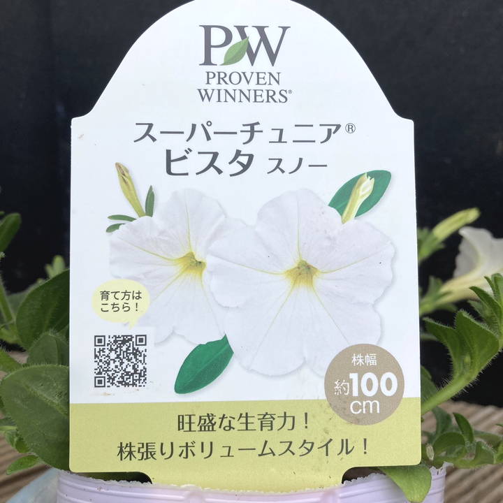 PW スーパーチュニア ビスタ スノー 3.5号×3株セット PVP｜草花04-PA