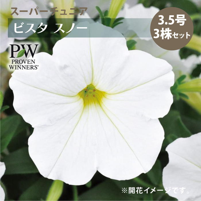 PW スーパーチュニア ビスタ スノー 3.5号×3株セット PVP｜草花04-PA