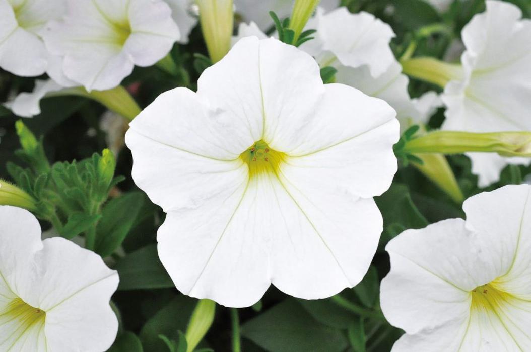 PW スーパーチュニア ビスタ スノー 3.5号×3株セット PVP｜草花04-PA