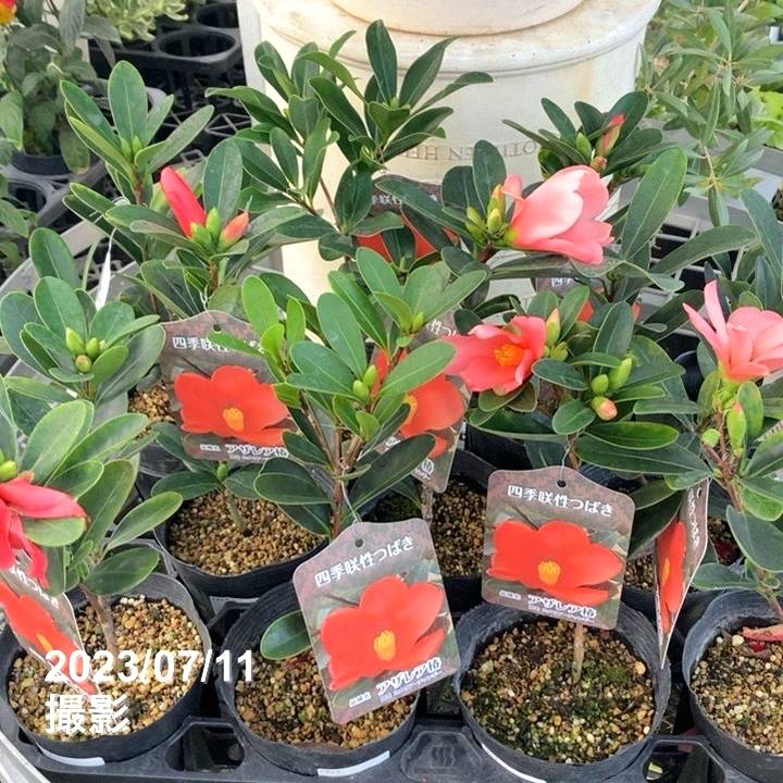 四季咲き性 ツバキ 4号 アザレア椿｜花木04-PA | 花木・庭木,椿