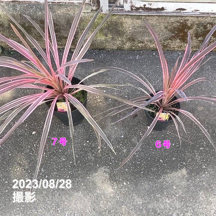 現物「コルジリネ・オーストラリス・ダズラーデライト」７号 現物「コルジリネ・オーストラリス・ダズラーデライト」7号