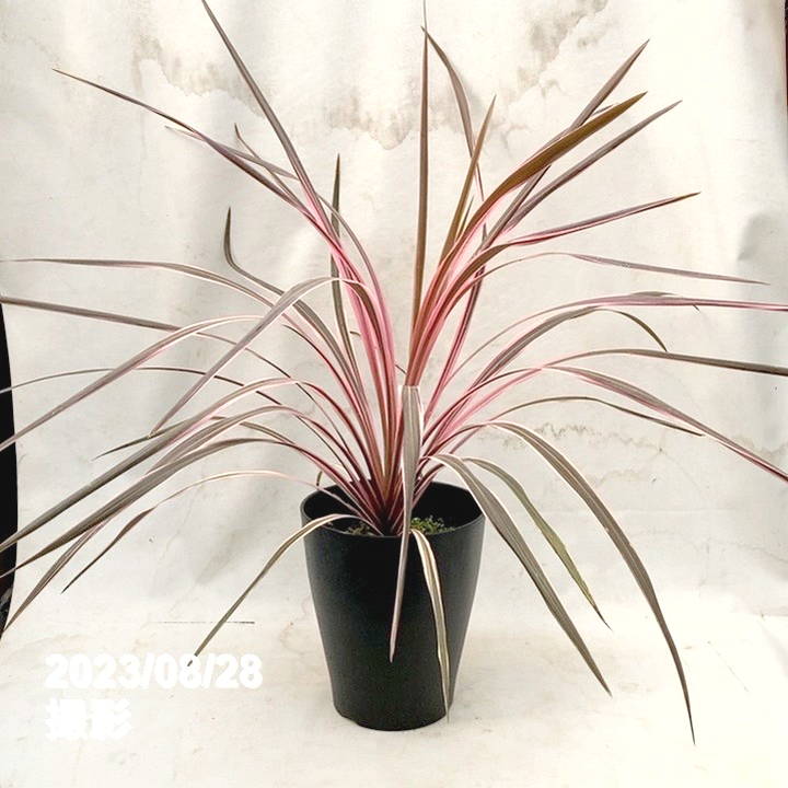 コルジリネ 7号 オーストラリス ピンク｜観葉01-D1 | 花木・庭木