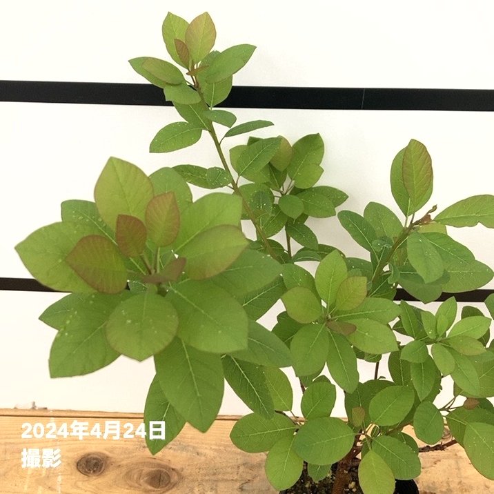 スモークツリー フレーム 4.5号｜花木10-TU | 花木・庭木,スモーク