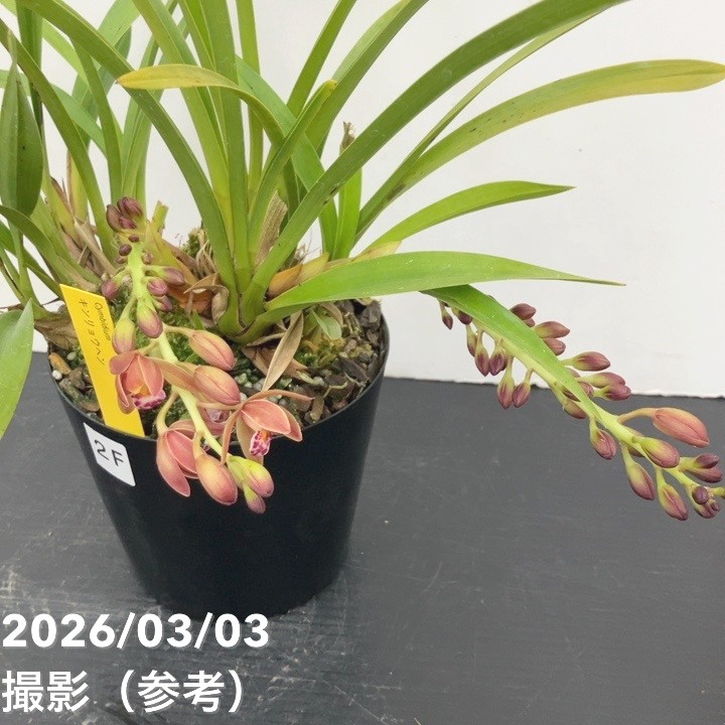 <まもなく開花~開花 花芽2個>キンリョウヘン 4号|ミツバチ蘭|洋蘭10-TU