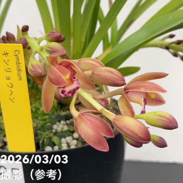 <まもなく開花~開花 花芽2個>キンリョウヘン 4号|ミツバチ蘭|洋蘭10-TU