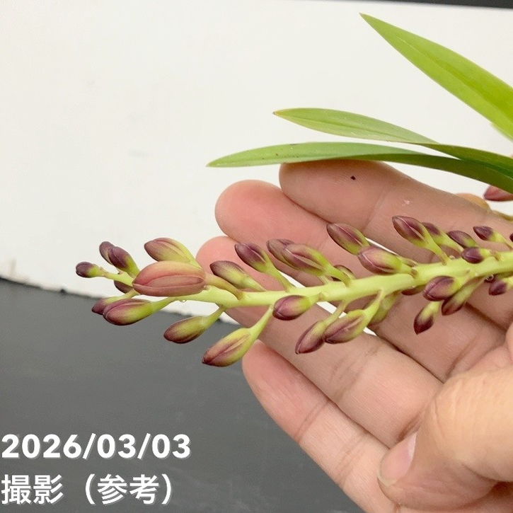 <まもなく開花~開花 花芽2個>キンリョウヘン 4号|ミツバチ蘭|洋蘭10-TU