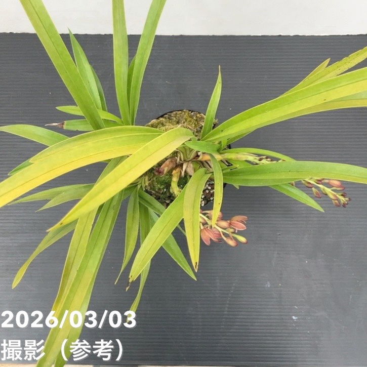 <まもなく開花~開花 花芽2個>キンリョウヘン 4号|ミツバチ蘭|洋蘭10-TU