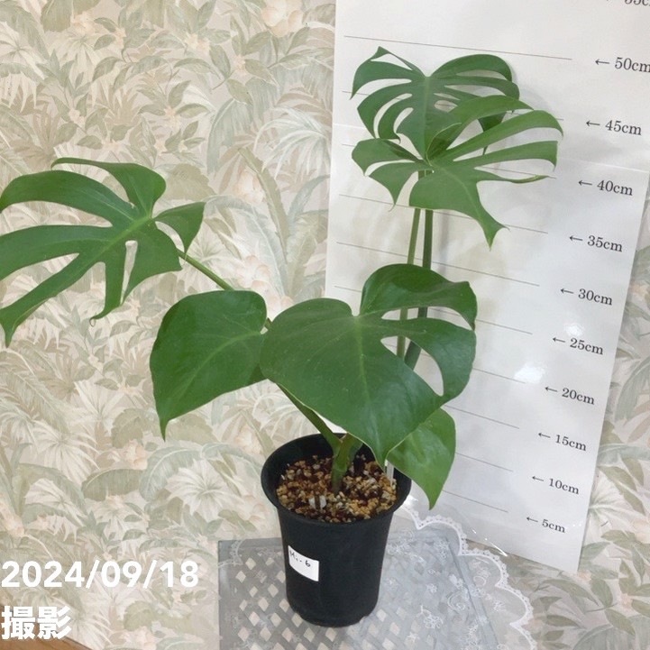 m*i様 双子株 モンステラ プラチナム 斑入り【4037509】 601. 希少 斑入り モンステラ ホワイトタイガー 5号鉢 多肉植物