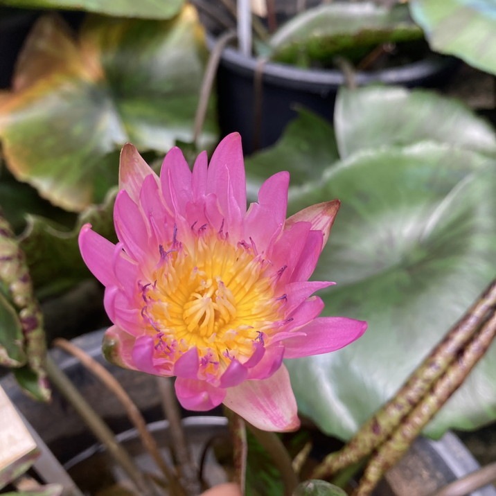 数量限定】熱帯スイレン 7号 ピンクレオパーデス Pink Leopardess