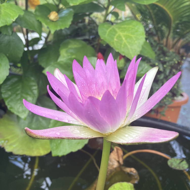 数量限定】熱帯スイレン 7号 ピンクレオパーデス Pink Leopardess