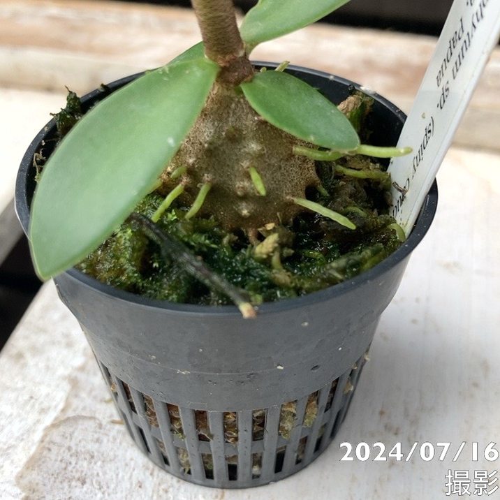 現品お届け】アリ植物 ヒドノフィツム Hydnophytum sp.（spiny caudex