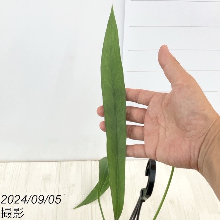 アンスリウム ビッタリフォリウム 3.5号 吊り鉢仕様|観葉10-TU