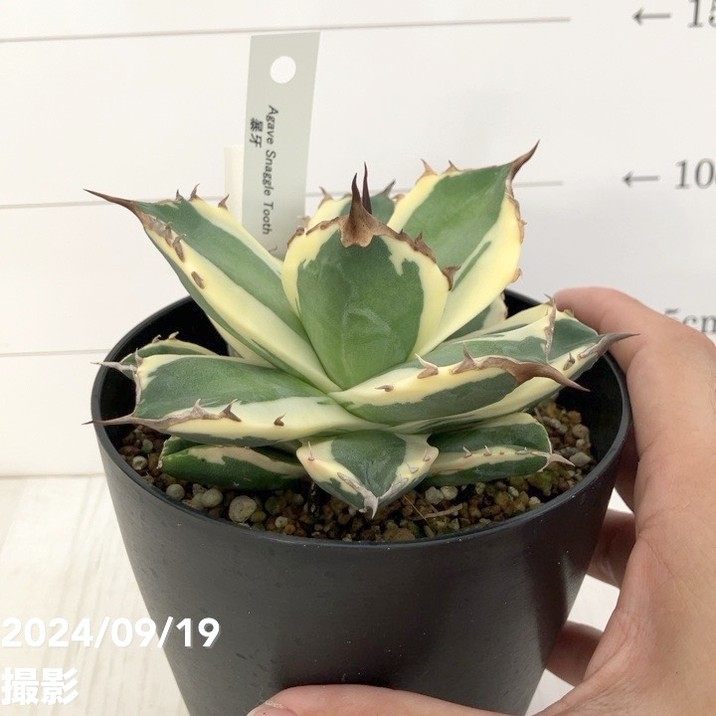 現品お届け】アガベ 4号 暴牙（A13）｜観葉01-D1 | 観葉・多肉,アガベ