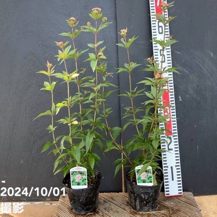 フジバカマ 4号×2鉢セット｜草花10-TU | 草花 | 赤塚植物園オンライン