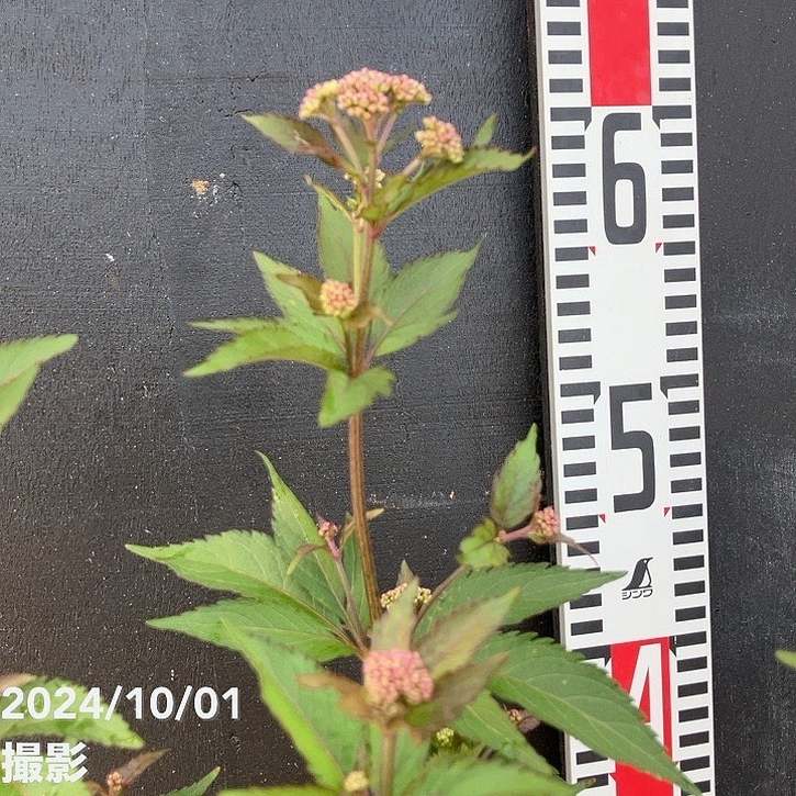 フジバカマ 4号×2鉢セット｜草花10-TU | 草花 | 赤塚植物園オンライン