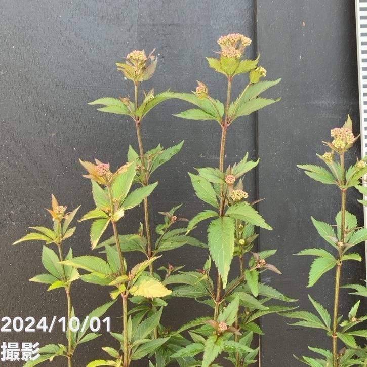 決算P5倍！10%OFF！8/2まで】フジバカマ 4号×2鉢セット｜草花10-TU