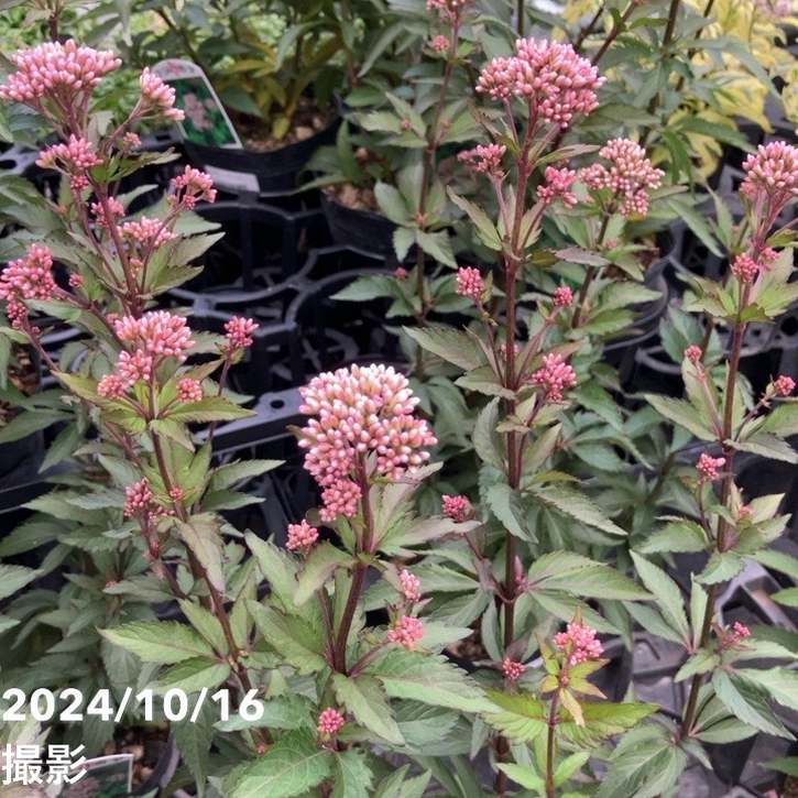 フジバカマ 4号×2鉢セット｜草花10-TU | 草花 | 赤塚植物園オンライン