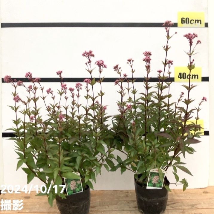 フジバカマ 4号×2鉢セット｜草花10-TU | 草花 | 赤塚植物園オンライン