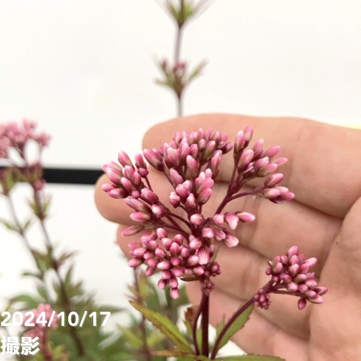 予約　専用　フジバカマ　５５０苗　白　赤 予約 専用 フジバカマ 550苗 白 赤 フジバカマ 苗 赤白寄せ植え