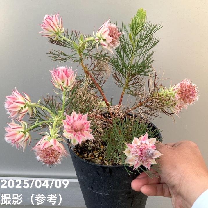 セルリア　シュガー&スパイス　5号鉢　オージープランツ　花　苗 園芸ネット本店｜（わけあり特価）セルリア（ジョーイセルリア