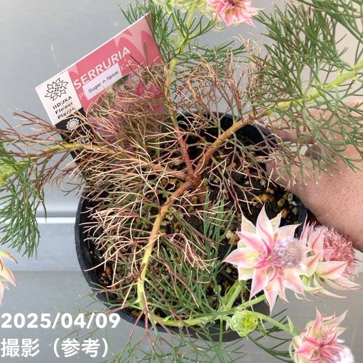 セルリア シュガー＆スパイス 5号｜花木10-TU | 花木・庭木,[珍しい