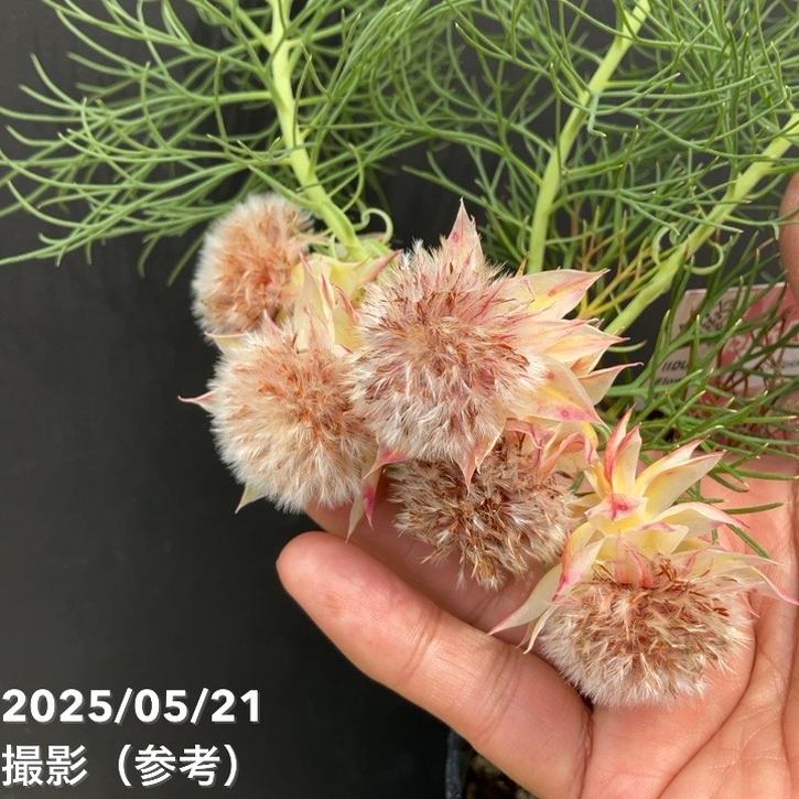 セルリア シュガー＆スパイス 5号｜花木10-TU | 花木・庭木,[珍しい