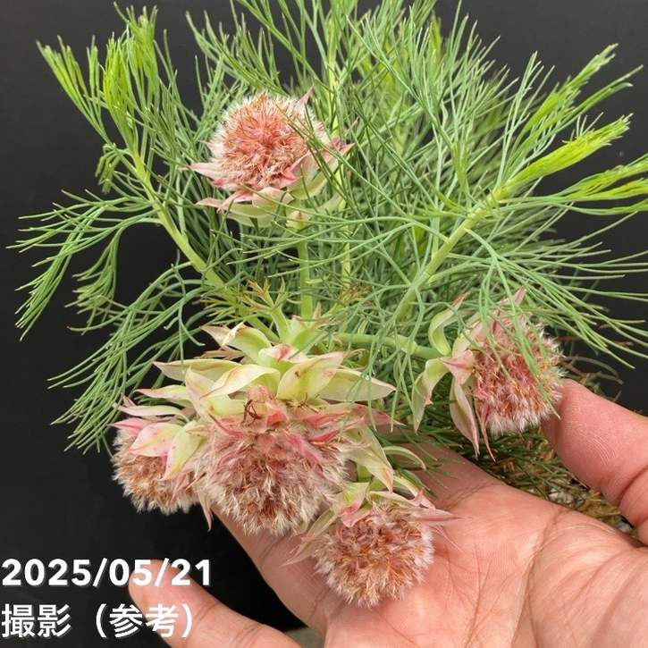 セルリア シュガー＆スパイス 5号｜花木10-TU | 花木・庭木,[珍しい