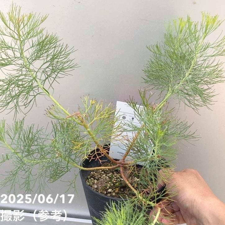 セルリア シュガー＆スパイス 5号｜花木10-TU | 花木・庭木,[珍しい