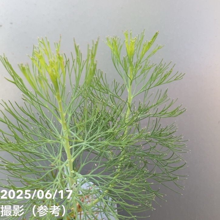 セルリア シュガー＆スパイス 5号｜花木10-TU | 花木・庭木,[珍しい
