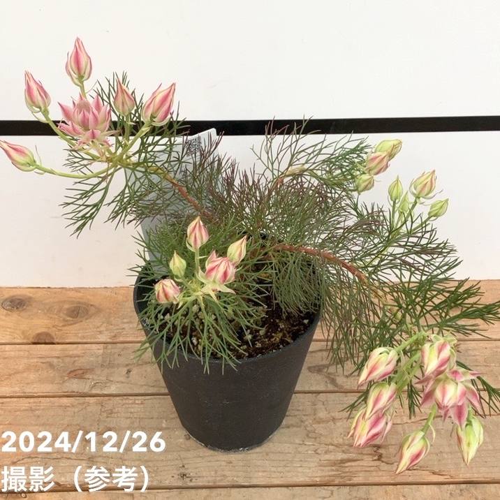 セルリア シュガー＆スパイス 5号｜花木10-TU | 花木・庭木,[珍しい