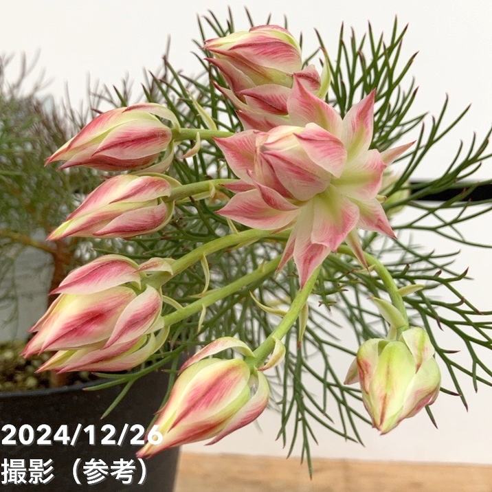 セルリア シュガー＆スパイス 5号｜花木10-TU | 花木・庭木,[珍しい