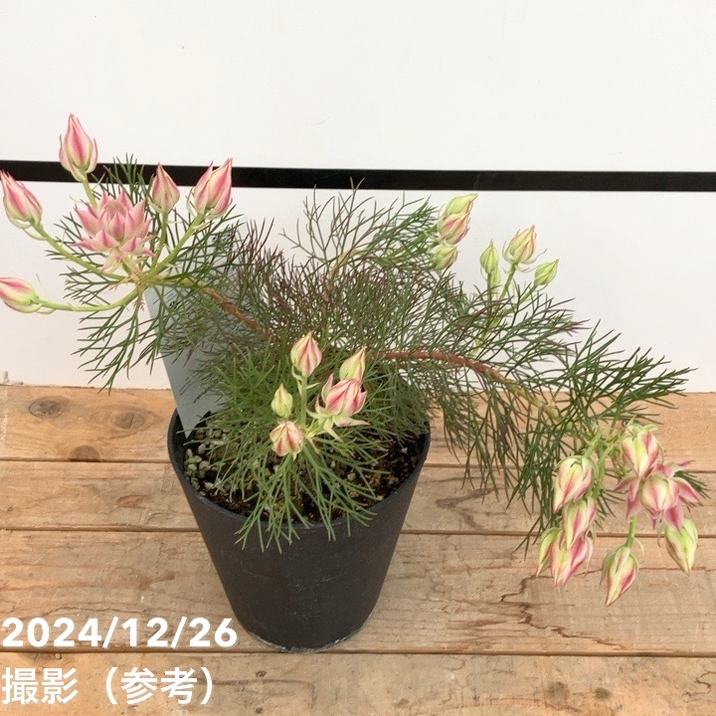セルリア シュガー＆スパイス 5号｜花木10-TU | 花木・庭木,[珍しい