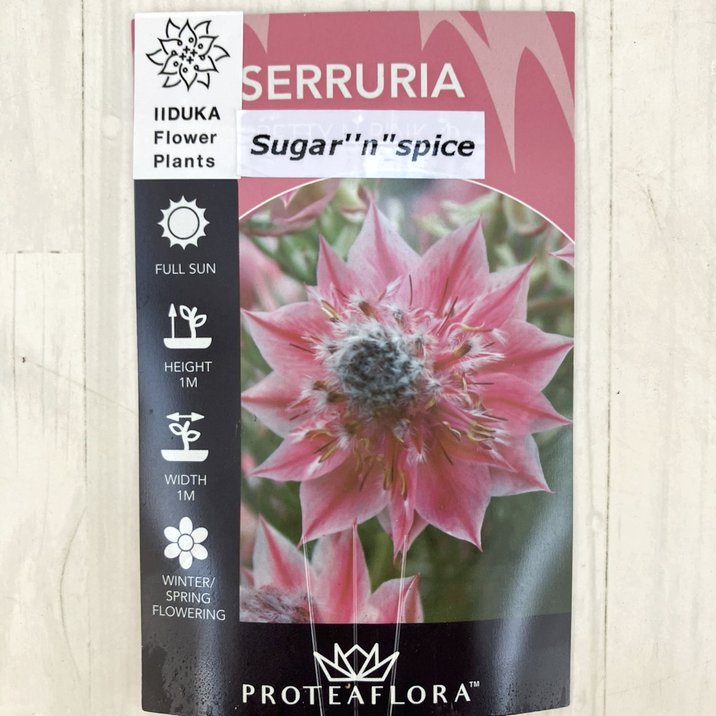 セルリア シュガー＆スパイス 5号｜花木10-TU | 花木・庭木,[珍しい