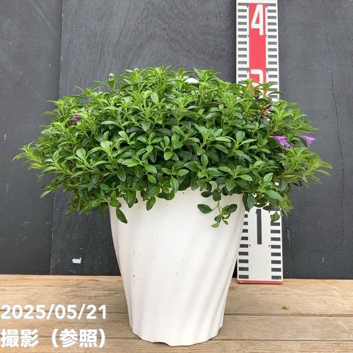 ヘスペロジギス ミンティア パープル 4.5号｜花木04-PA | 花木・庭木