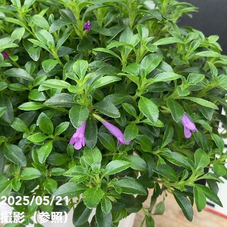 ヘスペロジギス ミンティア パープル 4.5号｜花木04-PA | 花木・庭木