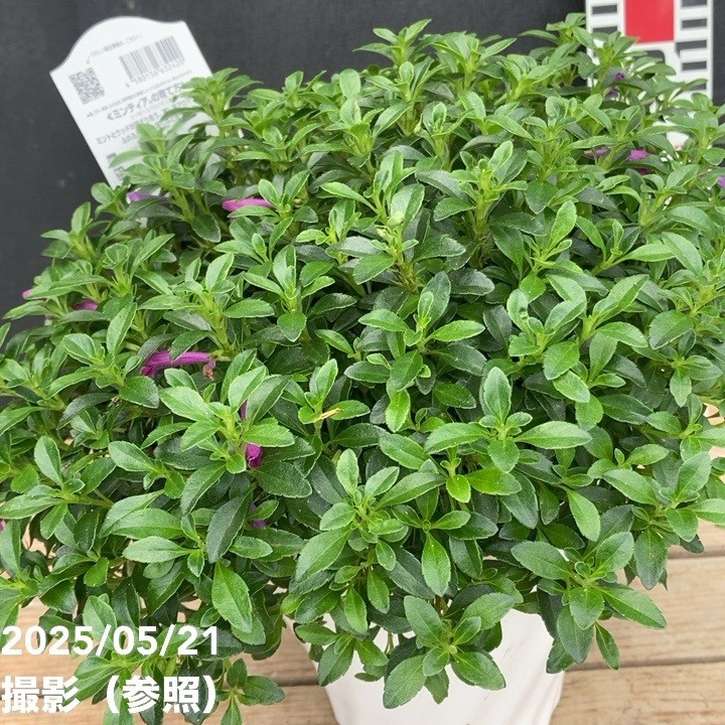 ヘスペロジギス ミンティア パープル 4.5号｜花木04-PA | 花木・庭木