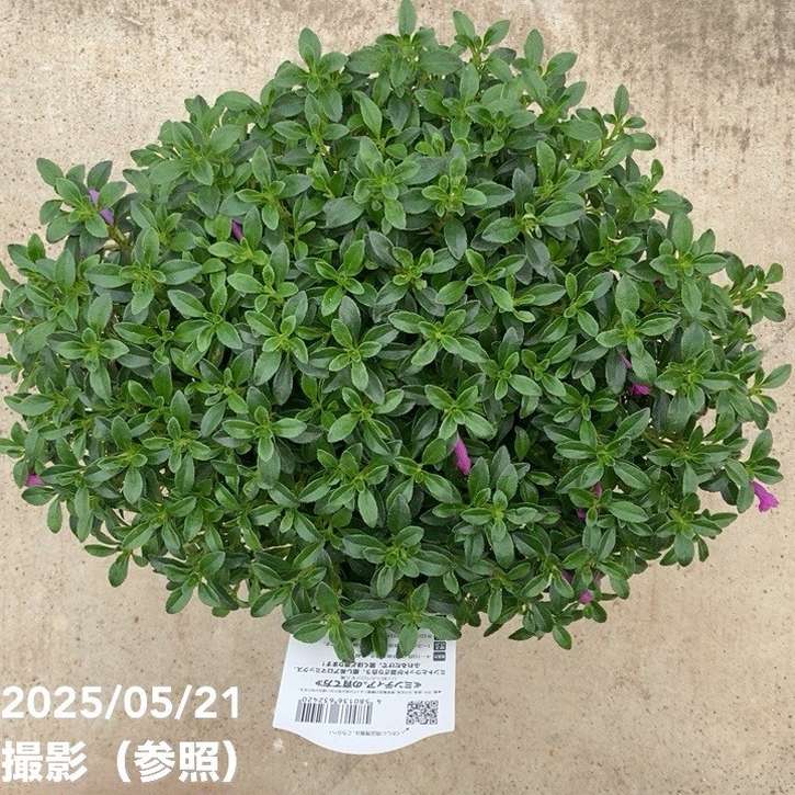 ヘスペロジギス ミンティア パープル 4.5号｜花木04-PA | 花木・庭木