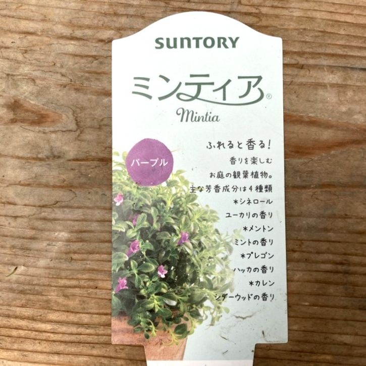 ヘスペロジギス ミンティア パープル 4.5号｜花木04-PA | 花木・庭木