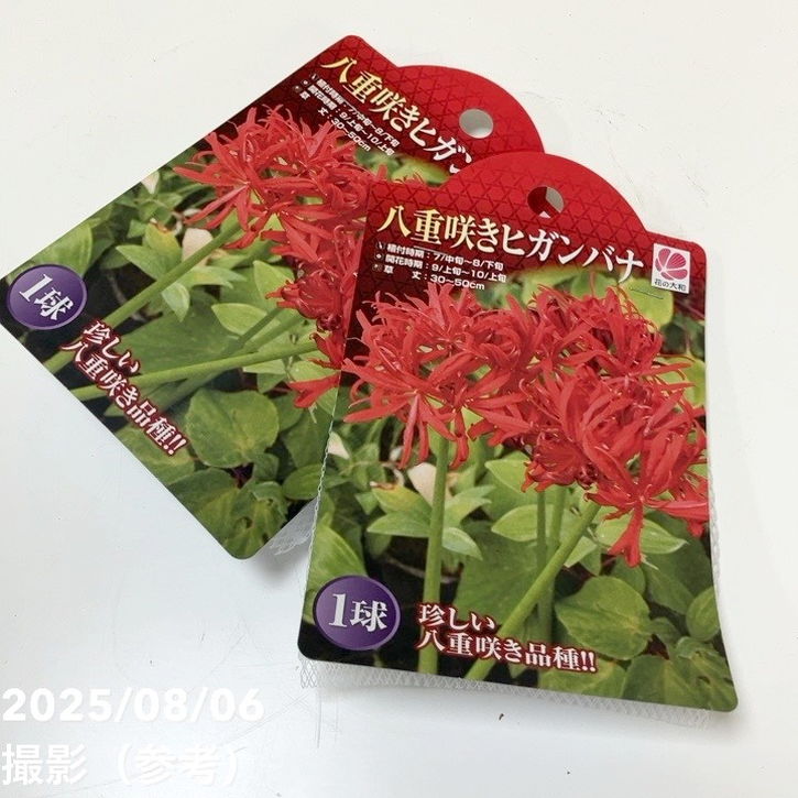 秋咲き球根 八重咲きヒガンバナ 1球入り×2袋セット｜球根04-PA | タネ