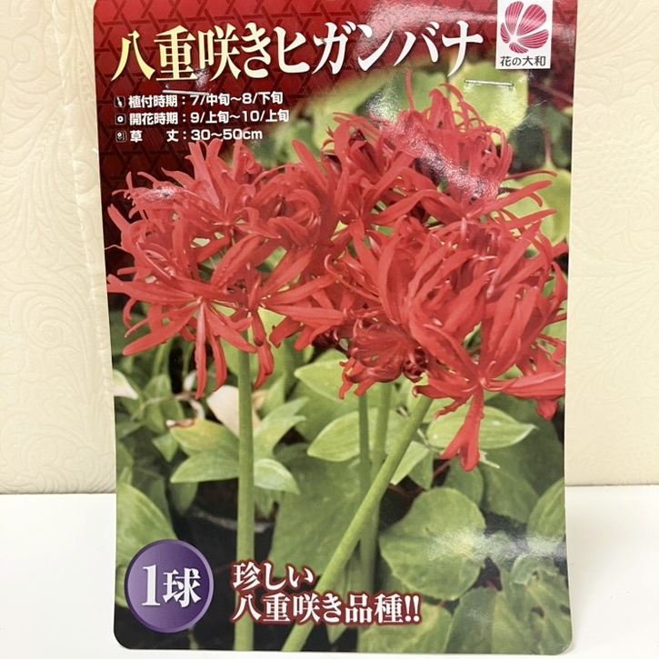 秋咲き球根 八重咲きヒガンバナ 1球入り×2袋セット｜球根04-PA | タネ