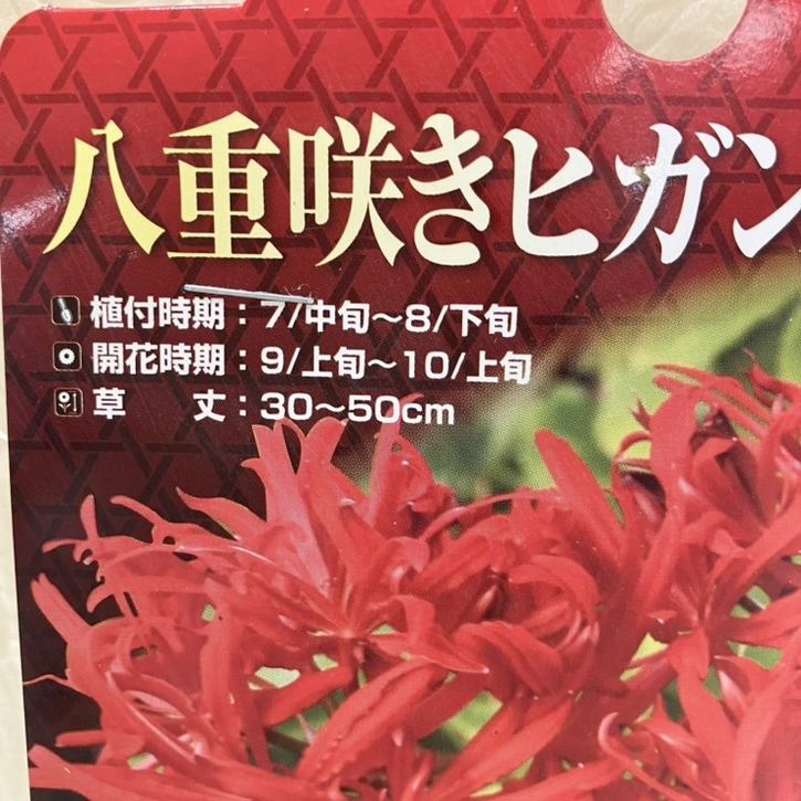 秋咲き球根 八重咲きヒガンバナ 1球入り×2袋セット｜球根04-PA | タネ