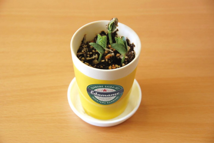 育てる えだ豆 栽培キット|タネ04-PA