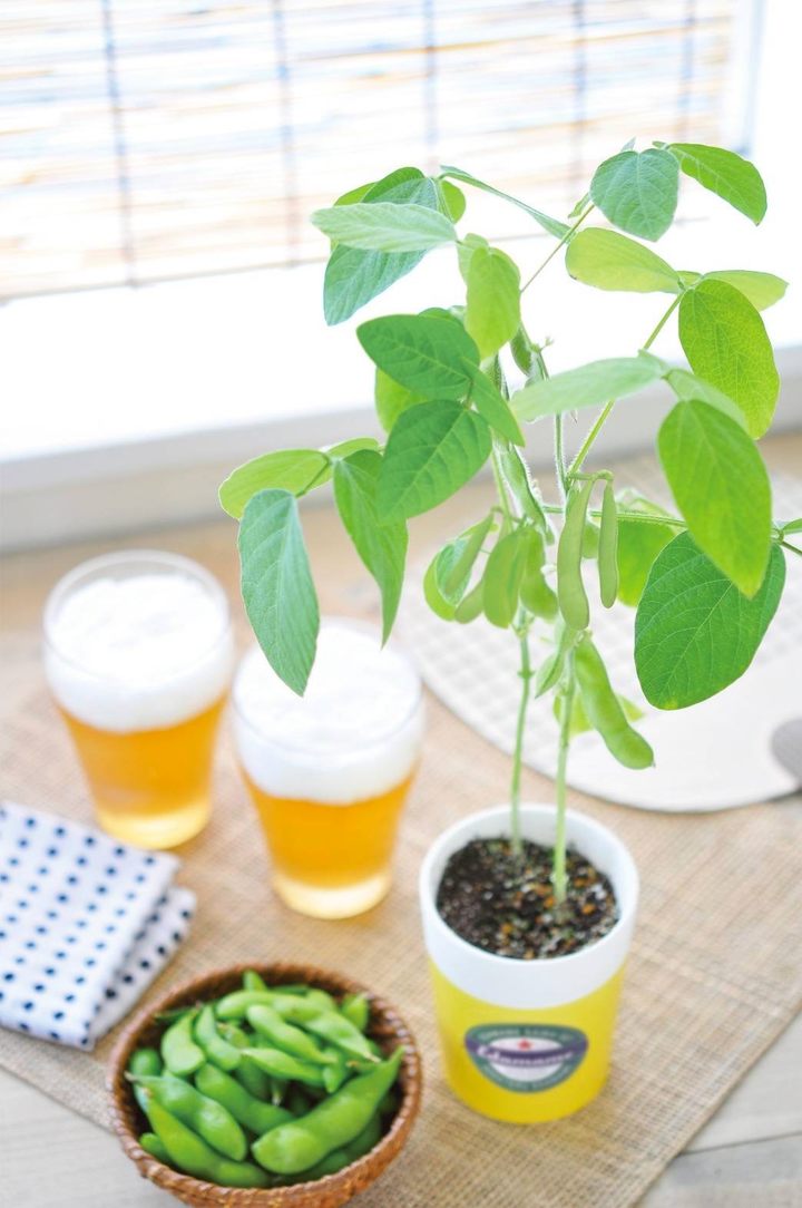 育てる えだ豆 栽培キット|タネ04-PA