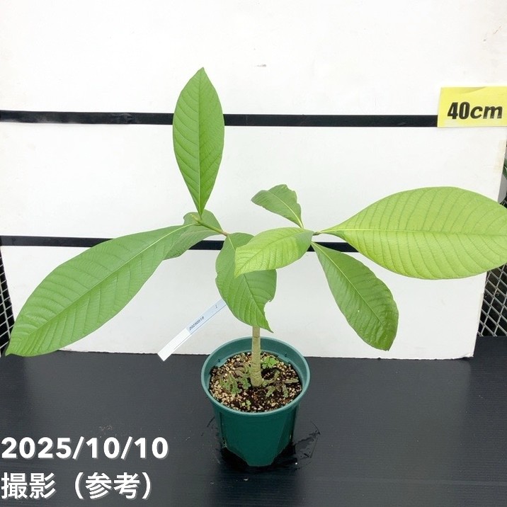 現品お届け レア斑入り】ユンナンクチナシ Gardenia Sootepensis Hutch