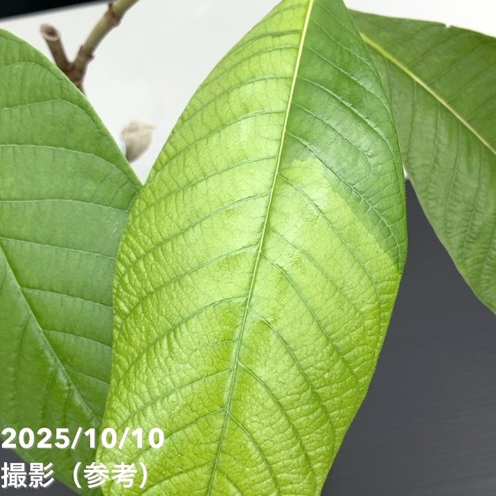 現品お届け レア斑入り】ユンナンクチナシ Gardenia Sootepensis Hutch