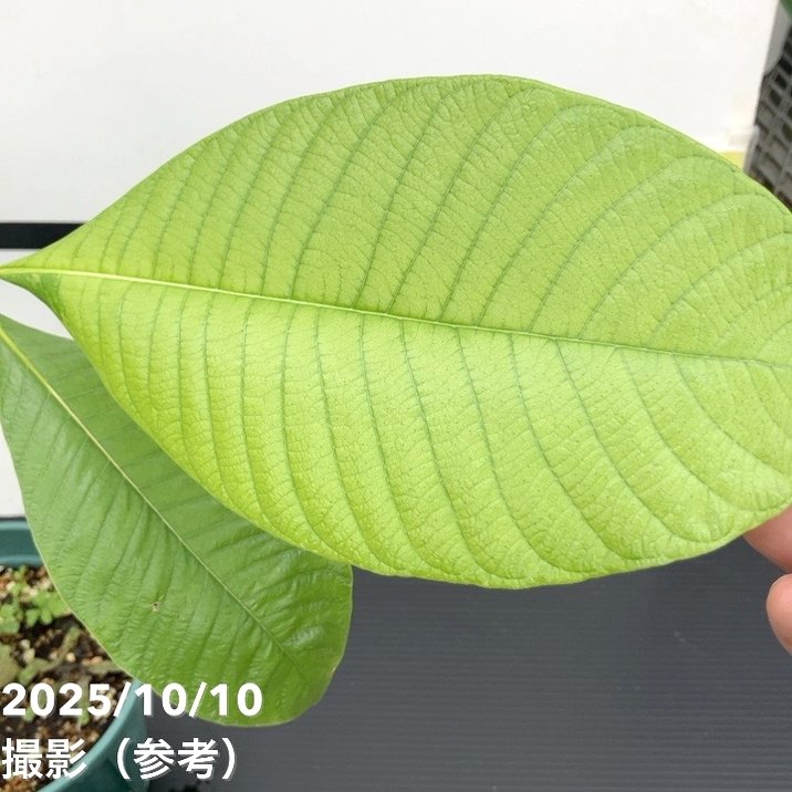現品お届け レア斑入り】ユンナンクチナシ Gardenia Sootepensis Hutch