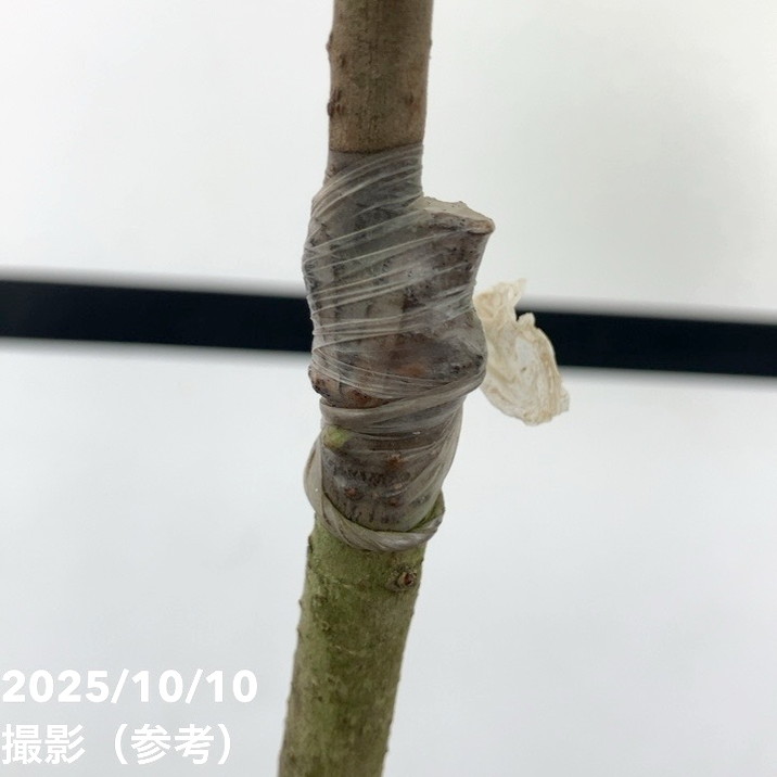 現品お届け レア斑入り】ユンナンクチナシ Gardenia Sootepensis Hutch