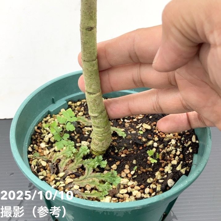 現品お届け レア斑入り】ユンナンクチナシ Gardenia Sootepensis Hutch