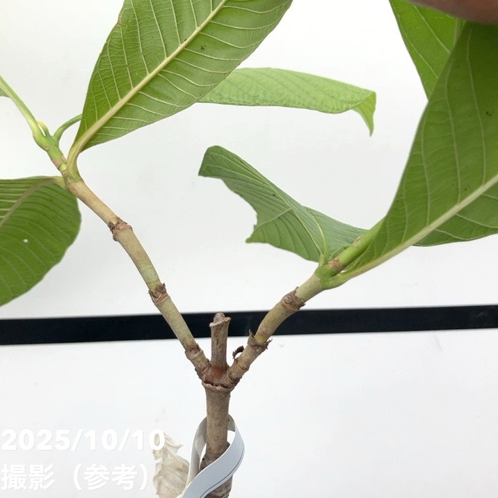 現品お届け レア斑入り】ユンナンクチナシ Gardenia Sootepensis Hutch