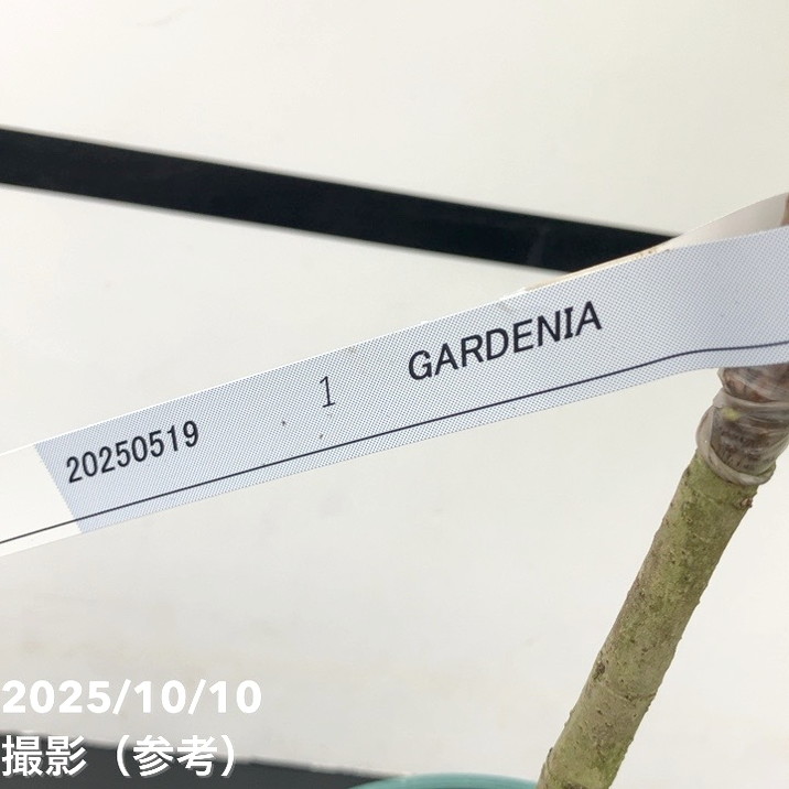 現品お届け レア斑入り】ユンナンクチナシ Gardenia Sootepensis Hutch